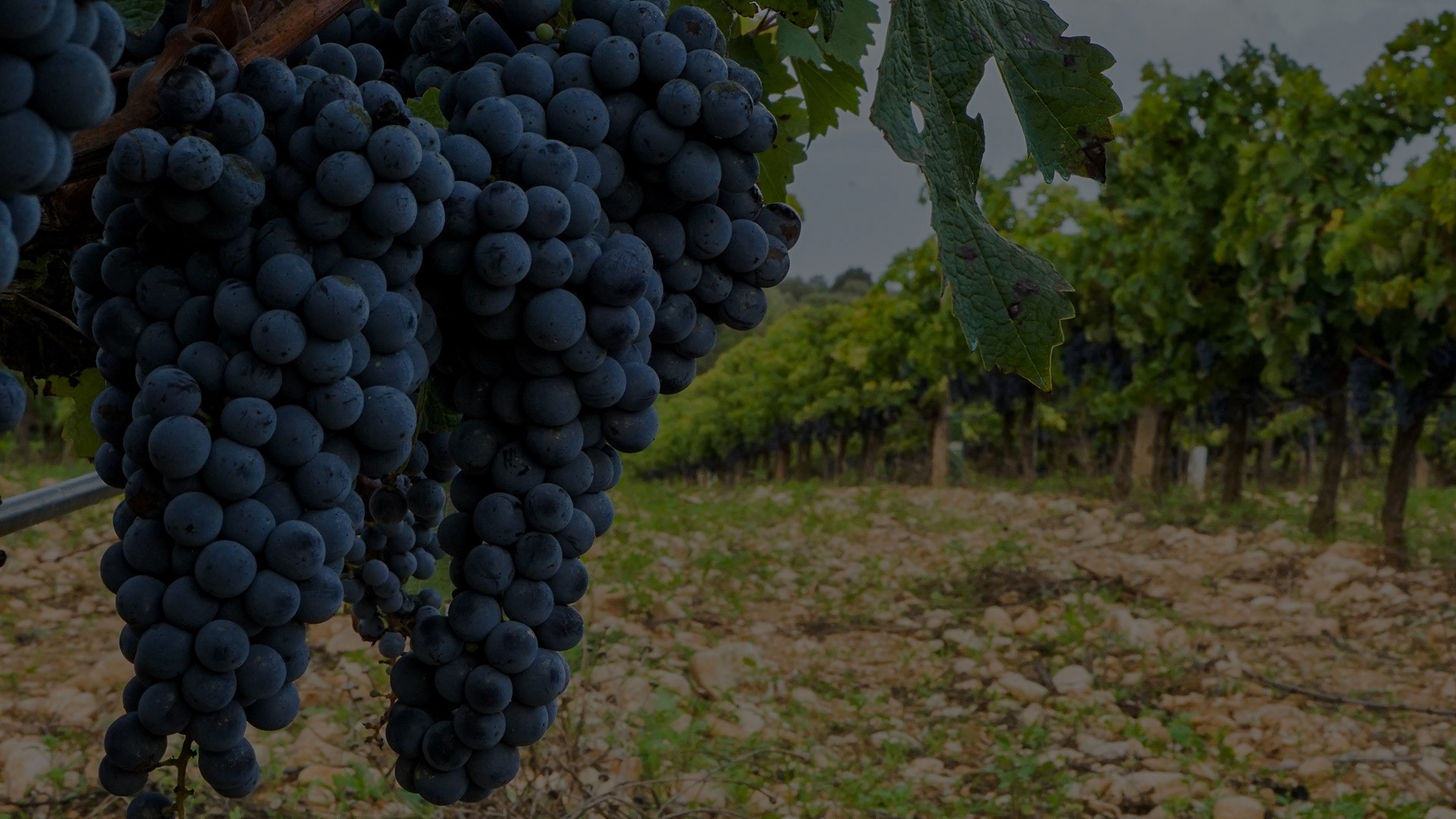 BIODIVERSIDAD Y RESPETO POR LA NATURALEZA Volver a la viticultura y el trabajo en viña que se había practicado desde hace siglos, basándonos en el profundo conocimiento de la naturaleza y en la pasión por la fruta